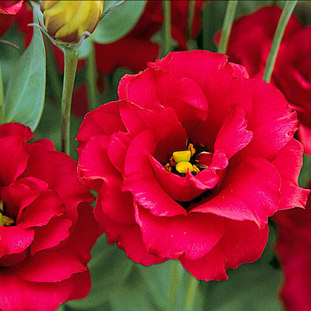 Семена цветов Эустома крупноцветковая Арена Ред, Takii Seed, 5 шт.