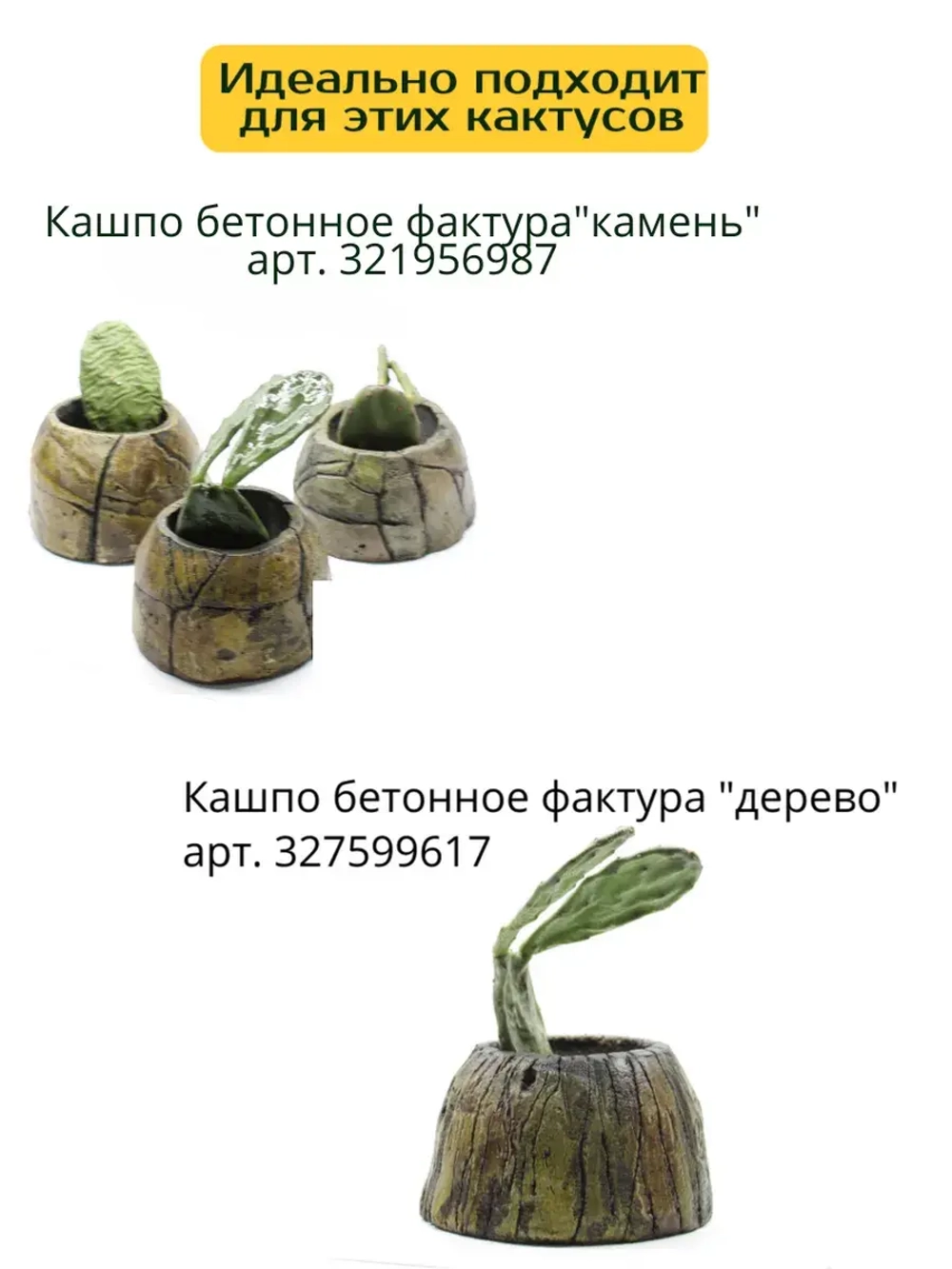Кактус опунция набор черенков для укоренения