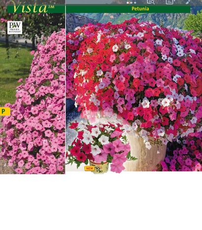 Kienzler укорененные ЕВРО черенки Январь 2026