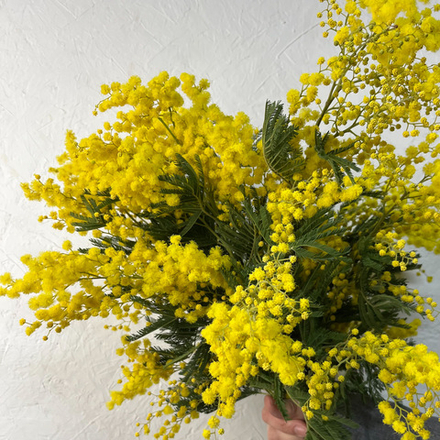 🌸☀️ охапка Весенний водоворот — душистая пушистая мимоза — 5 веток — 8 марта у Феи