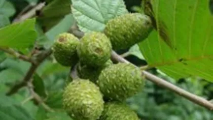 Ольха (соплодия)