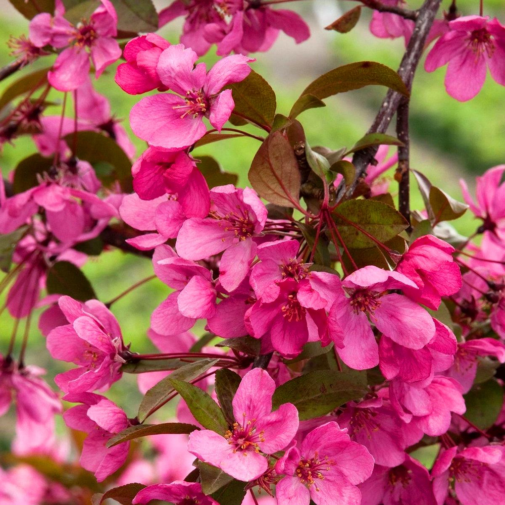 Яблоня Прайри Файер