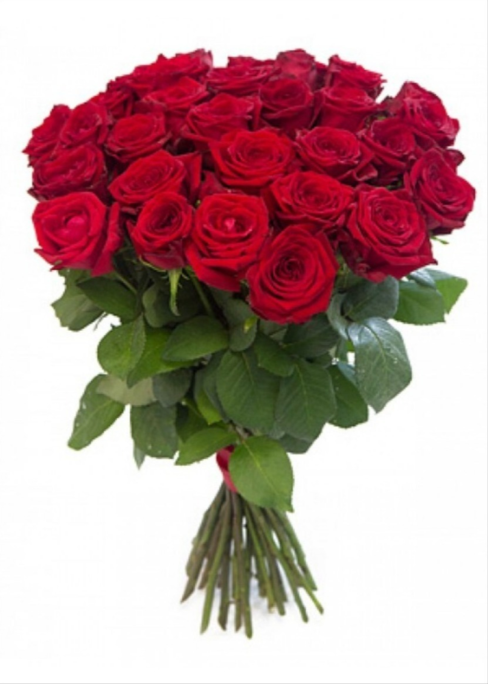 Розы красные 50 см Эквадор