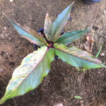 Антуриум PINK VAR MIX