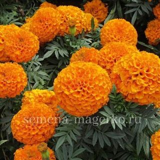 Бархатцы прямостоячие Пруд Мари Оранж F1  100 семян