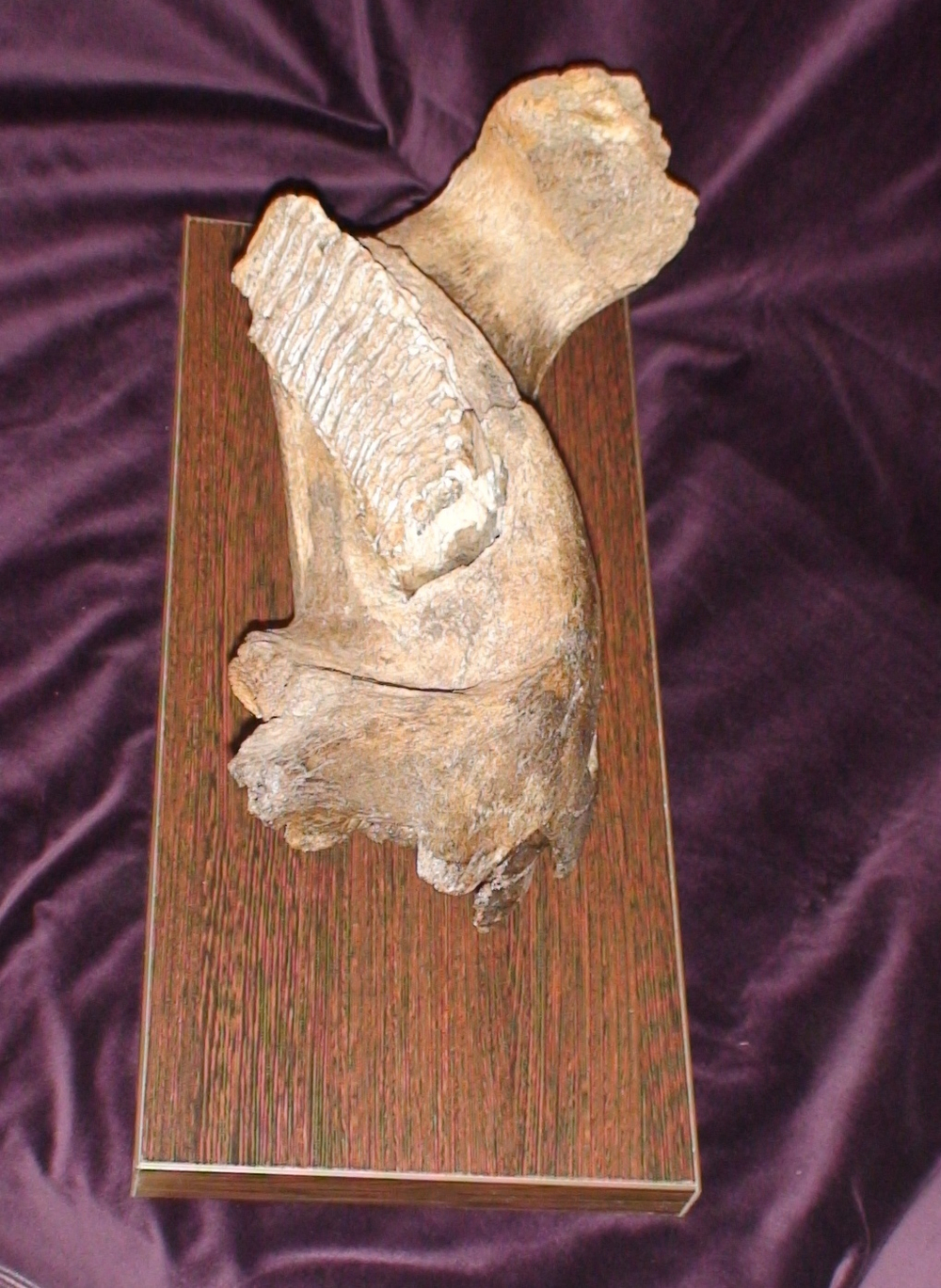 Фрагмент челюсти мамонта (jaw fragment of mammoth)