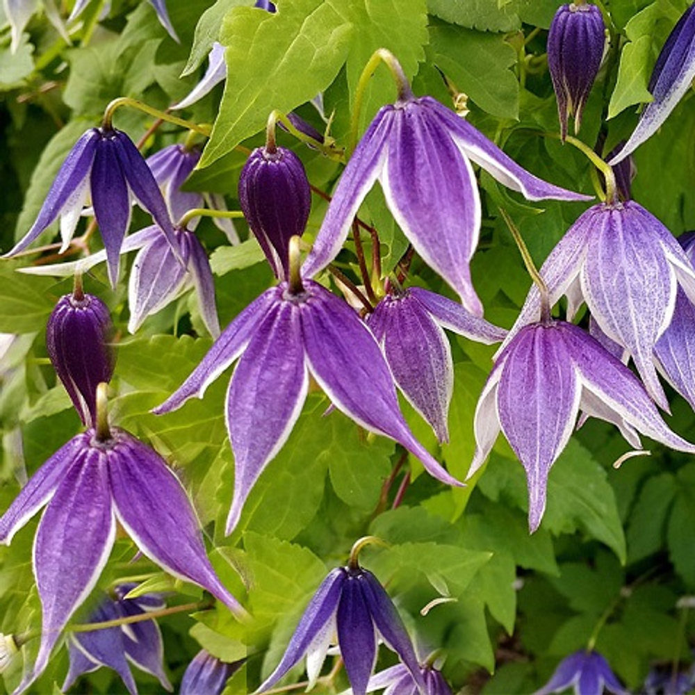 Клематис Атрагене Blue Eclipce