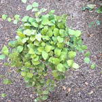 Хойя ENDAUENSIS (Н23)