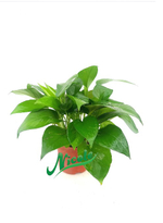 Эпипремнум