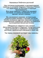 Арабис Фердинанда Кобурского Олд Голд Старое Золото