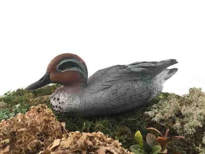 Чучело селезеня "Чирок спящий"