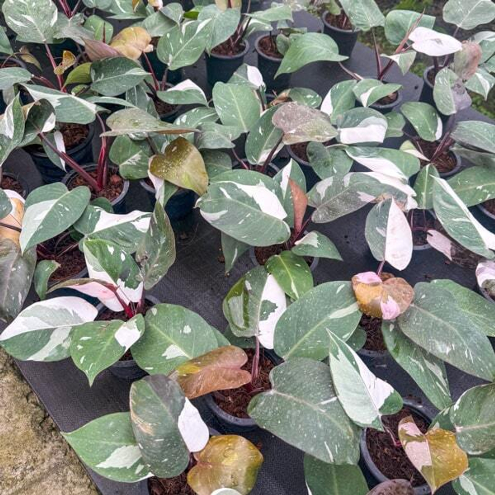 Филодендрон RED ANDERSON