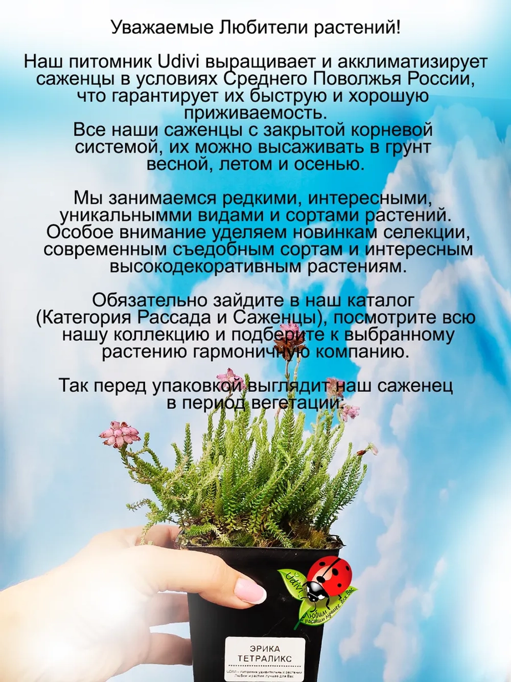 Эрика Тетраликс
