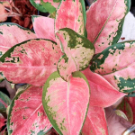 Аглаонема DIAMOND PINK