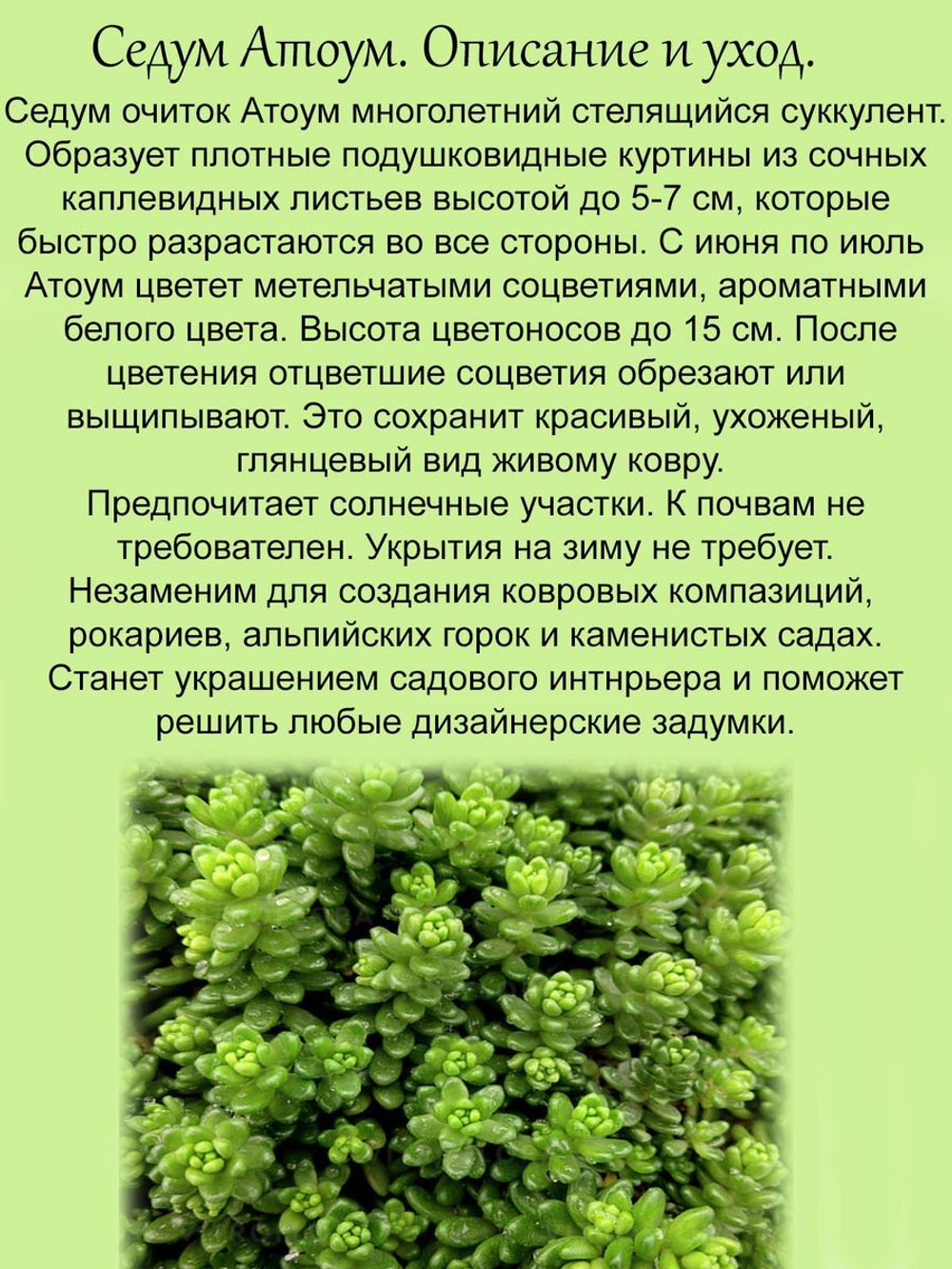 Седум Атоум коротколистный очиток многолетник