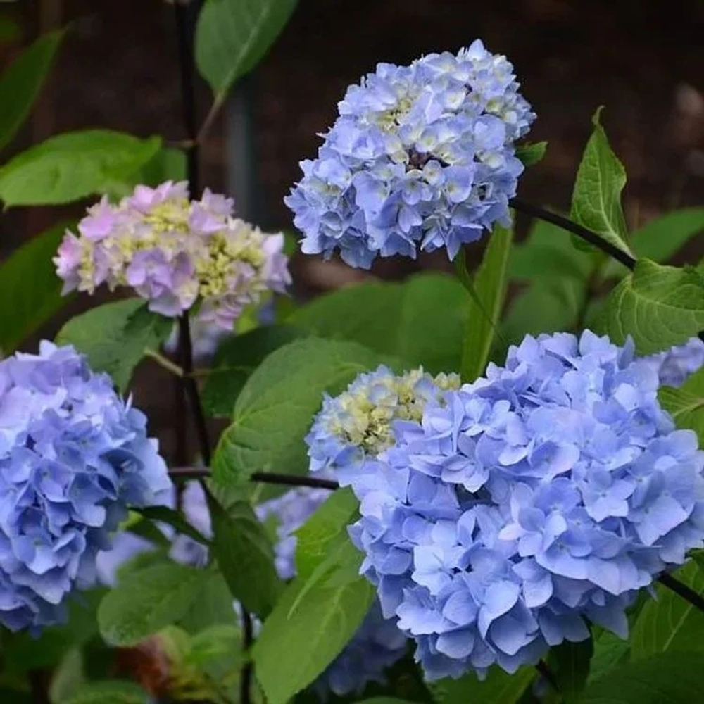 So Long Ebony /Со Лонг Эбони (Стандарт поставки Р8)2025г.