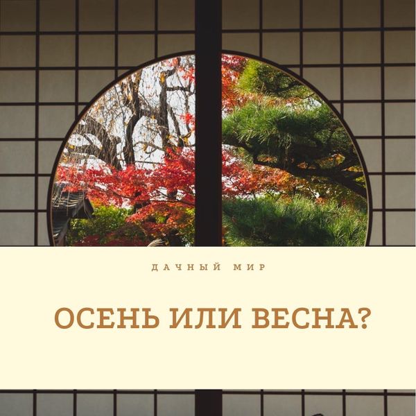 Когда покупать саженцы деревьев и кустарников – осенью или отложить до весны?