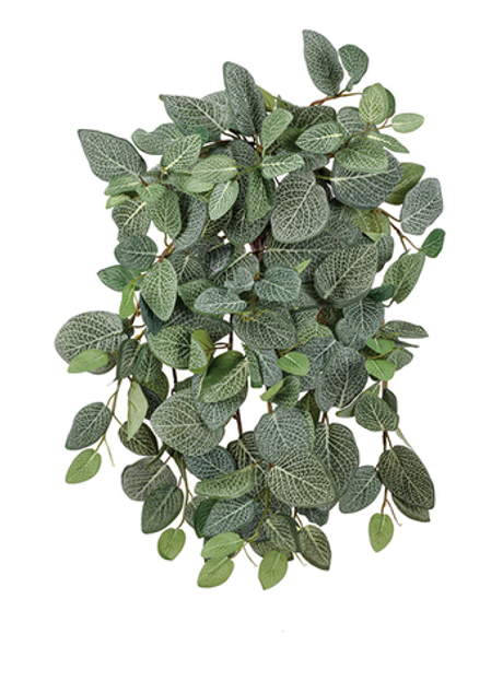 Фиттония Сноу ампельная