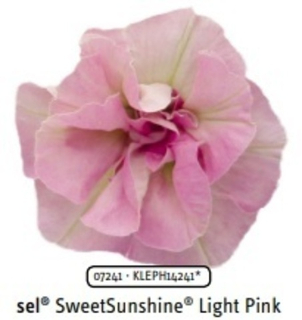 Петуния Sweetsunshine light pink ОКС укорененный черенок.1-10 марта
