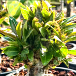 Плюмерия кристатная GREAT WALL