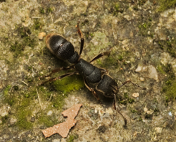 Муравьи Pseudoneoponera rufipes (Муравей-пожарник)