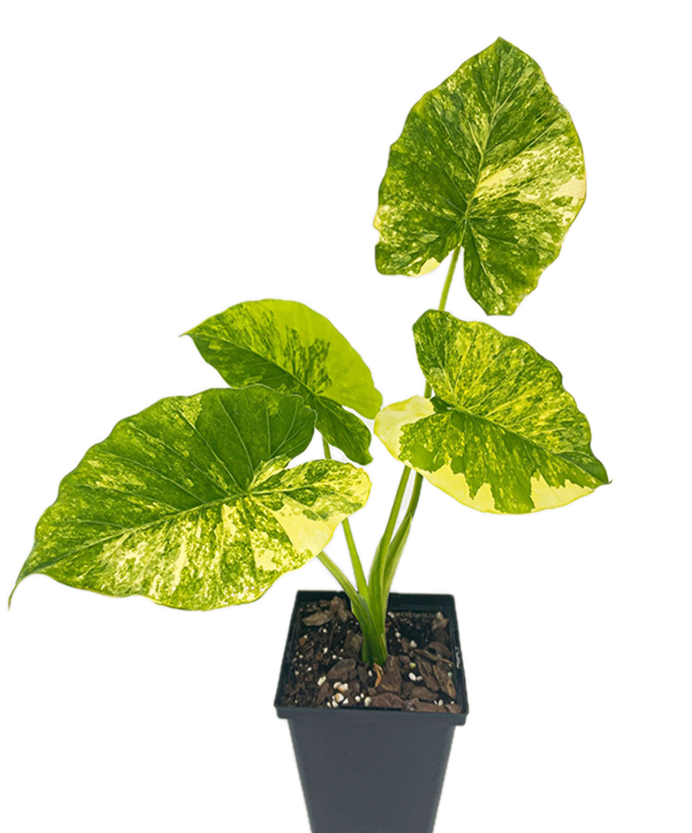 Алоказия Гагеана Ауреа