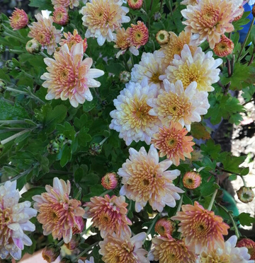 Хризантема Шаровидная № 7