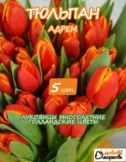 Тюльпан Луковицы цветов Адрэм 5 шт