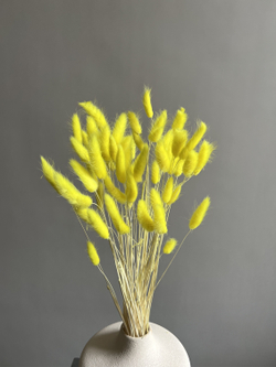 Лагурус желтый