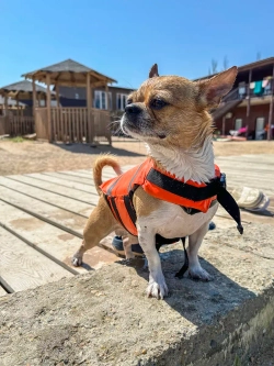 Спасательный жилет для собак и всех животных