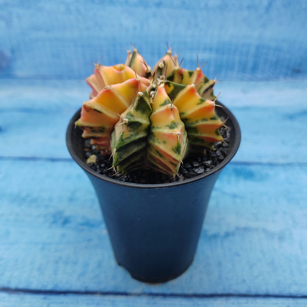 Gymnocalycium Variegata (Гимнокалициум Вариегатный)