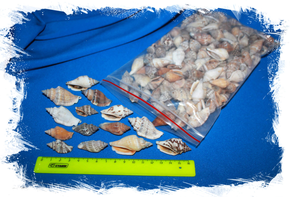 Ракушки Стромбус Урсус