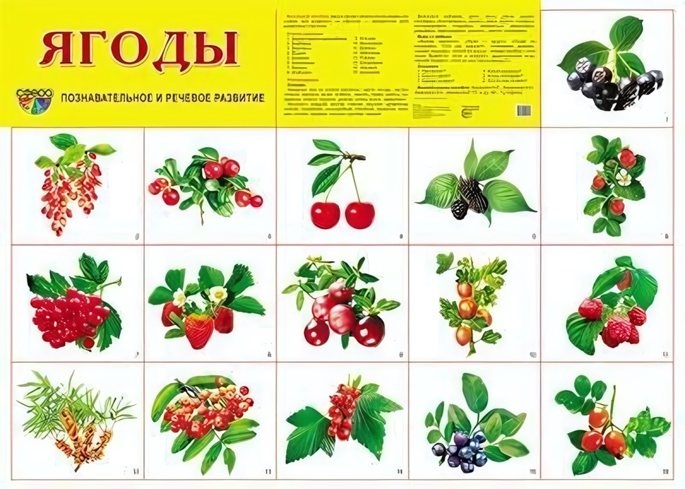 Плакат демонстрационный супер А2 "Ягоды" (Сфера)