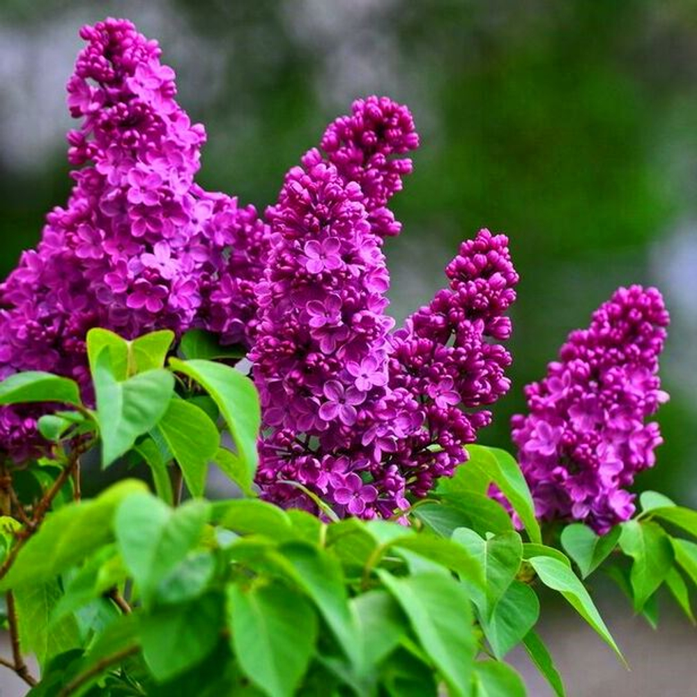 Сирень vulgaris Den` Pobedy