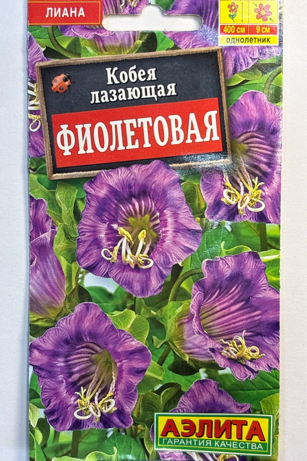 Кобея фиолетовая СМЦ-784
