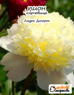 Пион Корневище, Лаура Десерт, 1шт