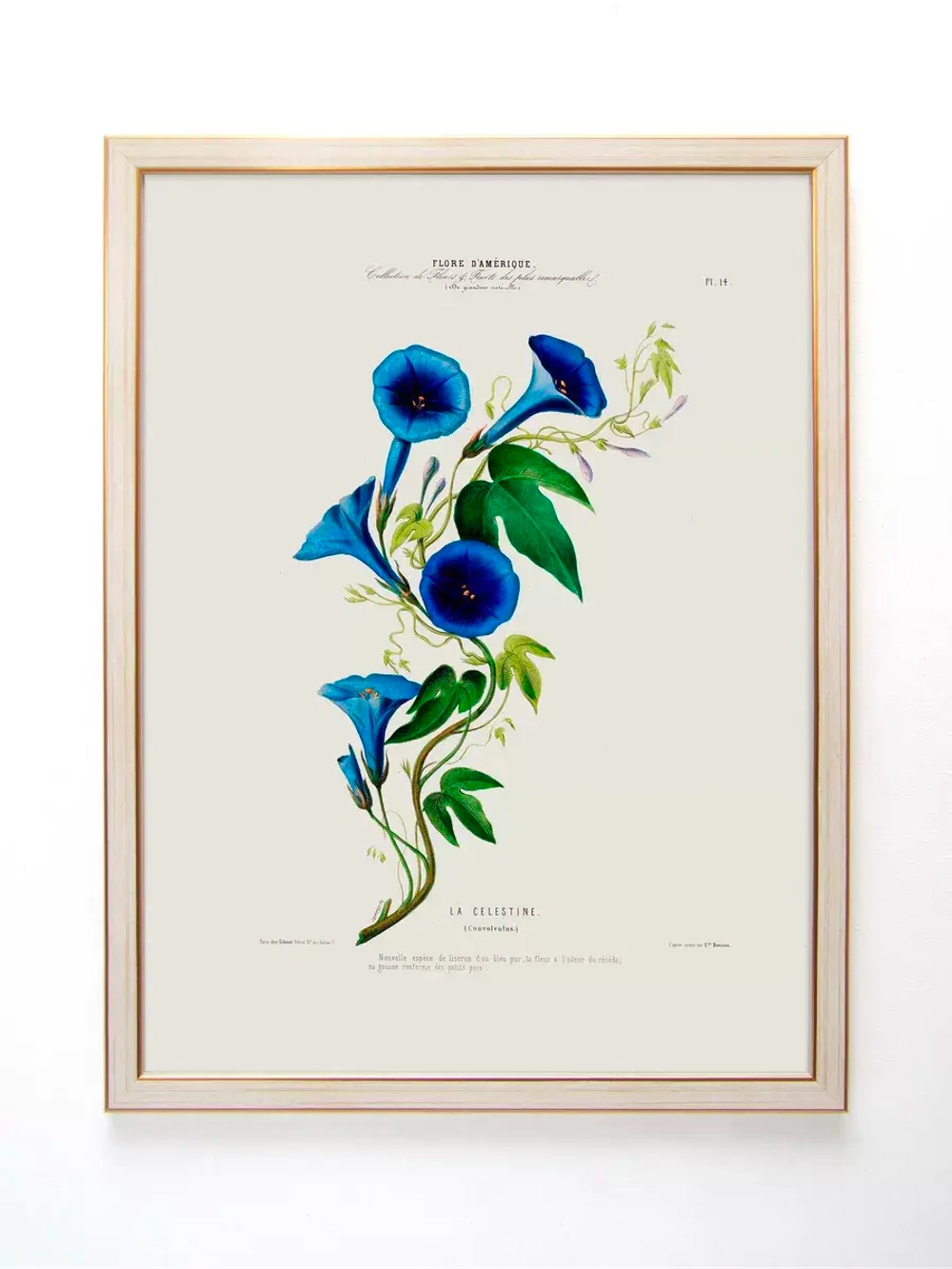 Постер настенный в багетной раме "Ботаника" 42*32 см