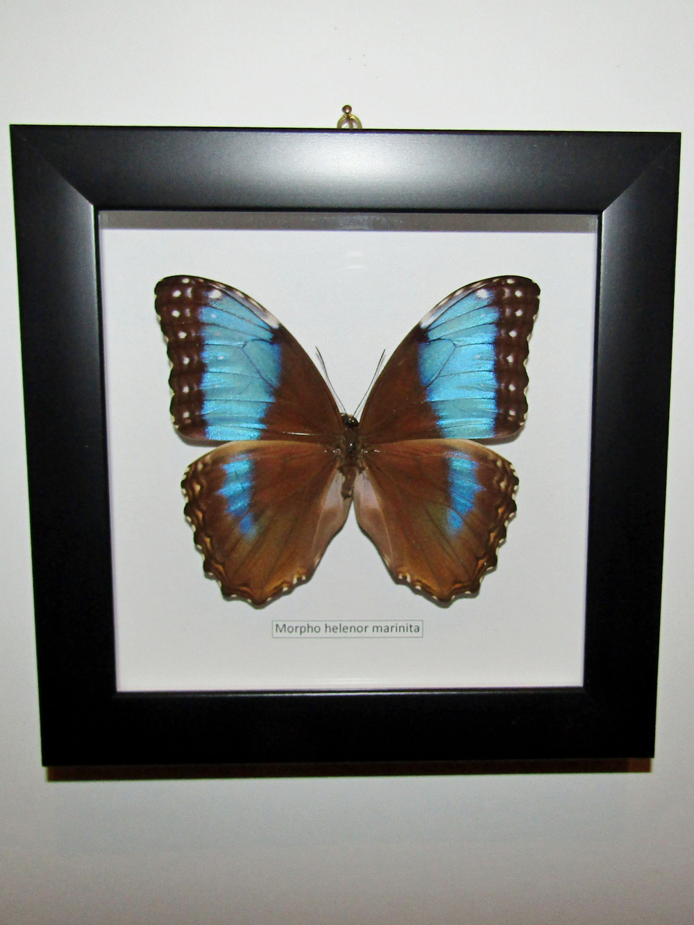 Бабочка Morpho helenor marinita в рамке