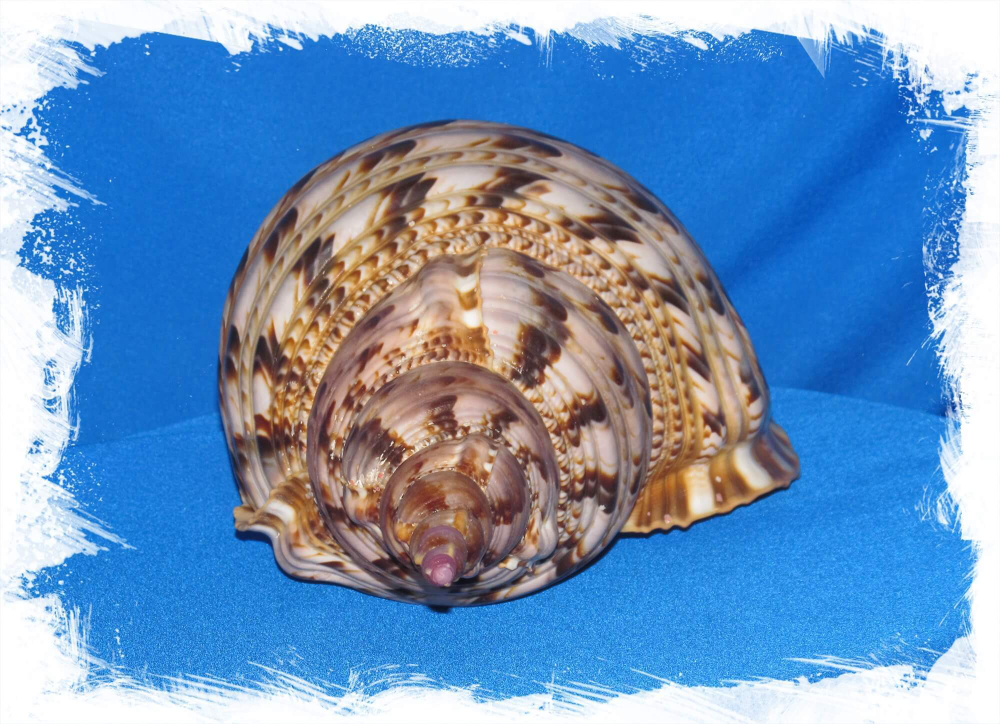 Тритоний Рог