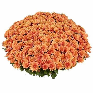 7016 Хризантема мультифлора HOMERUN ORANGE (ВЕСНА 2025)
