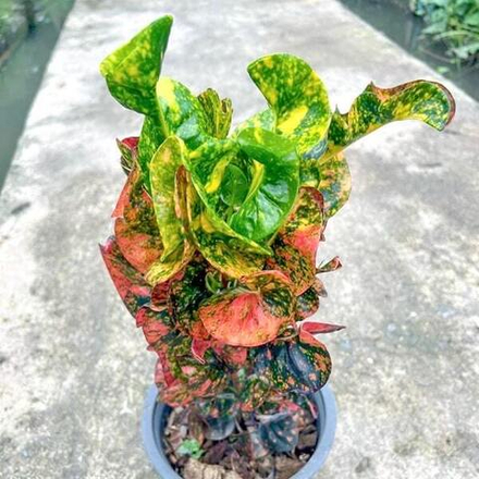 Кротон AMETHYST – KHEOW HANUMAN