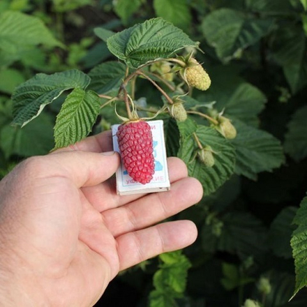 Малина ремонтантная Похвалинка