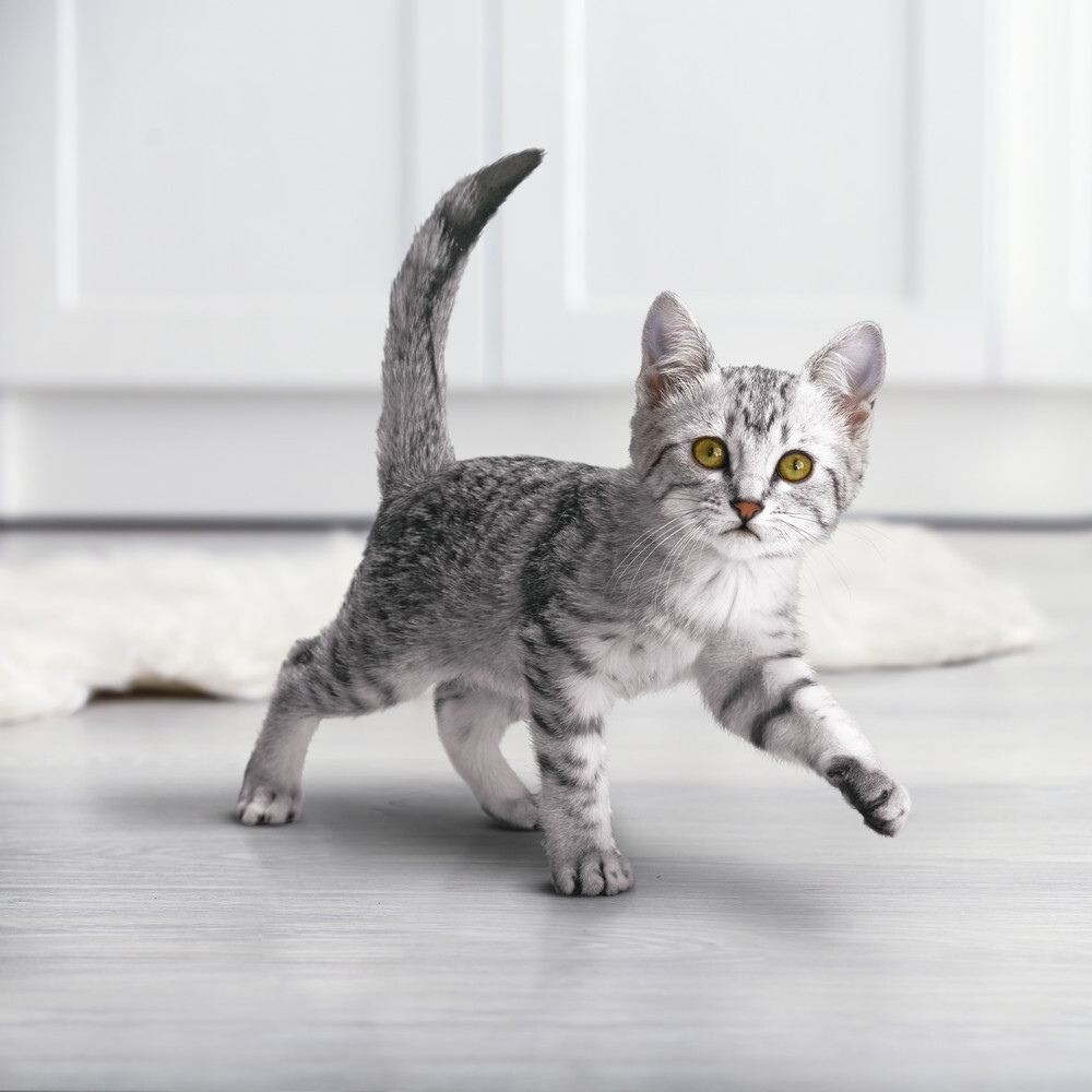 Курица с морковью, 75г влажный корм для котят от 1 до 12 месяцев Purina ONE