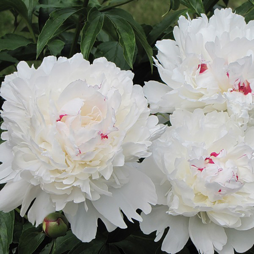 Купить Пионы белые "Festiva Maxima" от 3шт