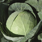 Артост F1 семена капусты белокочанной (Bejo / Бейо)