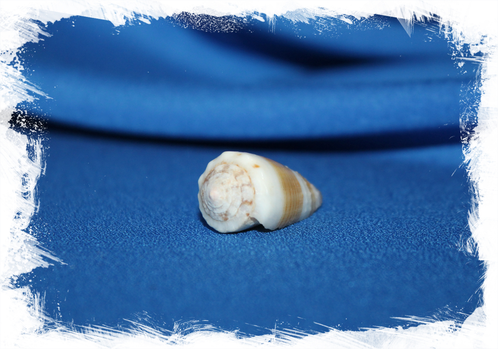 Морская раковина Conus muriculatus, Conus sugillatus