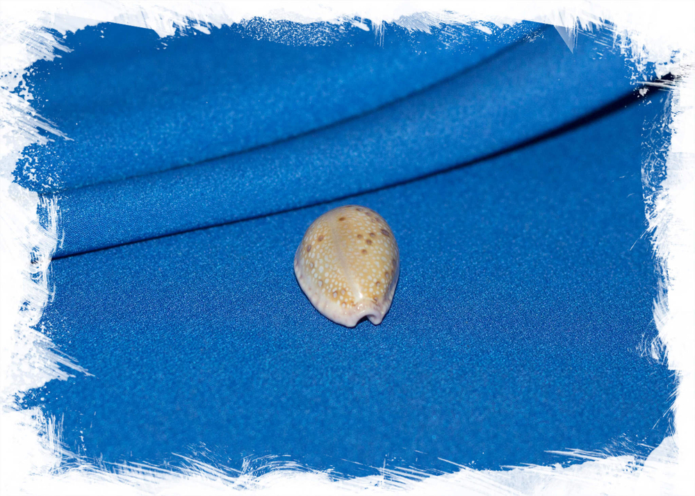 Erosaria marginalis, Эросария маргиналис