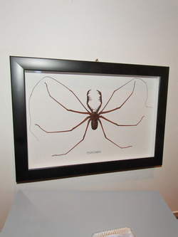 Паук Фрин Phrynus longipes в рамке 28х20 см