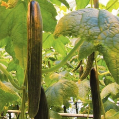 Оберто F1 семена огурца партенокарпического (Rijk Zwaan / Райк Цваан)