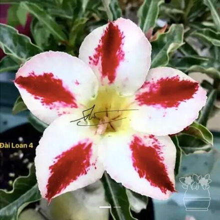 Адениум обесум 222 Đài Loan 4